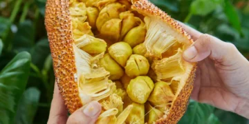 উপকাৰী নে অপকাৰী? কঁঠালৰ গুটি খোৱাৰ পূৰ্বে জানক এই কথা