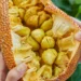 উপকাৰী নে অপকাৰী? কঁঠালৰ গুটি খোৱাৰ পূৰ্বে জানক এই কথা