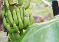 কেঁচা কল খালে শৰীৰত আইৰণ বৃদ্ধি পায় নেকি?