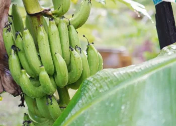 কেঁচা কল খালে শৰীৰত আইৰণ বৃদ্ধি পায় নেকি?