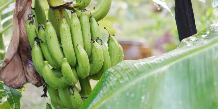 কেঁচা কল খালে শৰীৰত আইৰণ বৃদ্ধি পায় নেকি?
