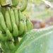 কেঁচা কল খালে শৰীৰত আইৰণ বৃদ্ধি পায় নেকি?