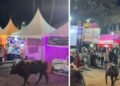পূজাৰ মণ্ডপত ম’হৰ চফৰ, প্ৰাণৰ মমতাত পলায়ন ভক্তৰ!