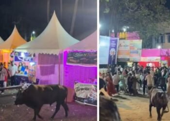 পূজাৰ মণ্ডপত ম’হৰ চফৰ, প্ৰাণৰ ভয়ত পলায়ন ভক্ত!