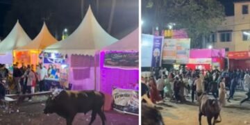 পূজাৰ মণ্ডপত ম’হৰ চফৰ, প্ৰাণৰ মমতাত পলায়ন ভক্তৰ!