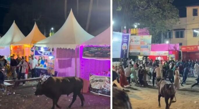 পূজাৰ মণ্ডপত ম’হৰ চফৰ, প্ৰাণৰ মমতাত পলায়ন ভক্তৰ!