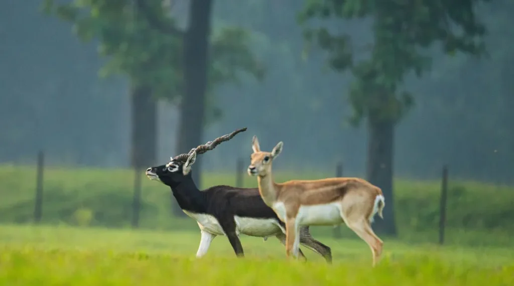 ভাৰতৰ ক’ত Blackbuck বেছি পোৱা যায়? কিয় বিষ্ণোই সমাজৰ বাবে বিশেষ এই হৰিণ জানক
