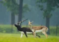 ভাৰতৰ ক’ত Blackbuck বেছি পোৱা যায়? কিয় বিষ্ণোই সমাজৰ বাবে বিশেষ এই হৰিণ জানক