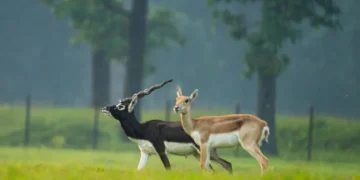 ভাৰতৰ ক’ত Blackbuck বেছি পোৱা যায়? কিয় বিষ্ণোই সমাজৰ বাবে বিশেষ এই হৰিণ জানক