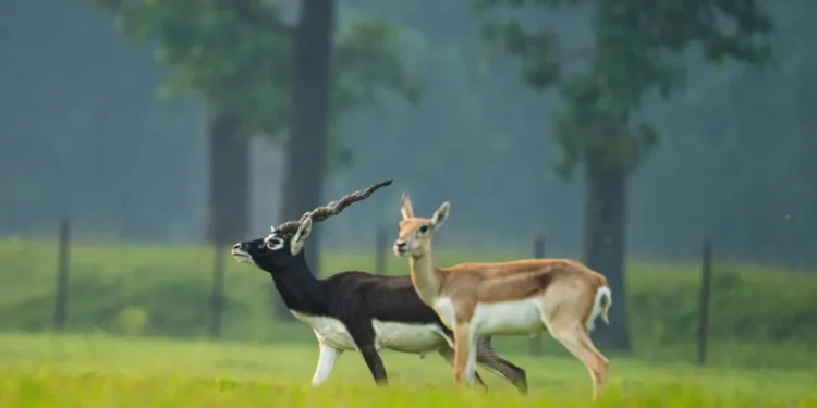 ভাৰতৰ ক’ত Blackbuck বেছি পোৱা যায়? কিয় বিষ্ণোই সমাজৰ বাবে বিশেষ এই হৰিণ জানক