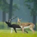 ভাৰতৰ ক’ত Blackbuck বেছি পোৱা যায়? কিয় বিষ্ণোই সমাজৰ বাবে বিশেষ এই হৰিণ জানক