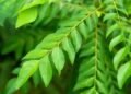 সৰু পাততে লুকাই আছে স্বাস্থ্যৰ বহু গুণ, জানক কেনেকৈ খাব লাগে?
