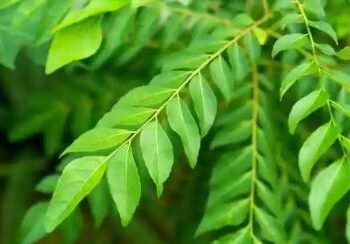 সৰু পাততে লুকাই আছে স্বাস্থ্যৰ বহু গুণ, জানক কেনেকৈ খাব লাগে?