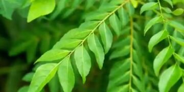 সৰু পাততে লুকাই আছে স্বাস্থ্যৰ বহু গুণ, জানক কেনেকৈ খাব লাগে?