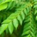 সৰু পাততে লুকাই আছে স্বাস্থ্যৰ বহু গুণ, জানক কেনেকৈ খাব লাগে?