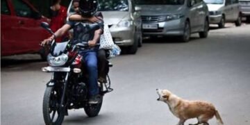 ৰাস্তাত বাহনৰ পিছত কিয় দৌৰে কুকুৰে? বাহনৰ চকাত কিয় প্ৰস্ৰাৱ কৰে কুকুৰে?