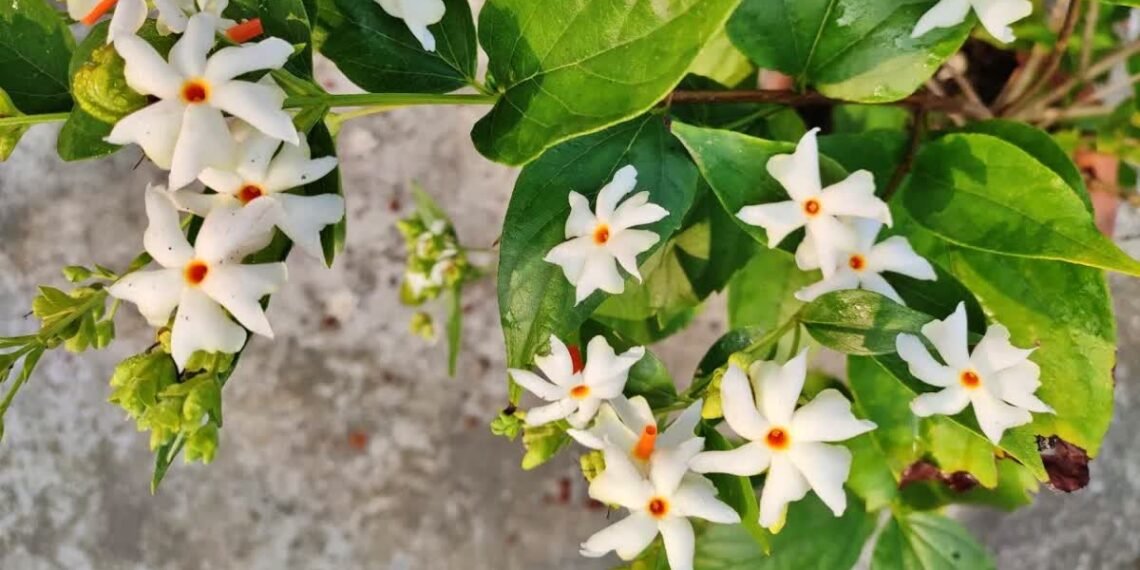 শৰৎ মানেই শেৱালিৰ সুবাস! কিন্তু ইয়াৰ উপকাৰিতাৰ বিষয়ে জানেনে?