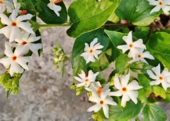শৰৎ মানেই শেৱালিৰ সুবাস! কিন্তু ইয়াৰ উপকাৰিতাৰ বিষয়ে জানেনে?