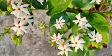 শৰৎ মানেই শেৱালিৰ সুবাস! কিন্তু ইয়াৰ উপকাৰিতাৰ বিষয়ে জানেনে?