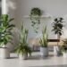 শীতৰ আগমনৰ আগেয়ে ঘৰলৈ আনক এই ৬ বিধ Indoor Plants